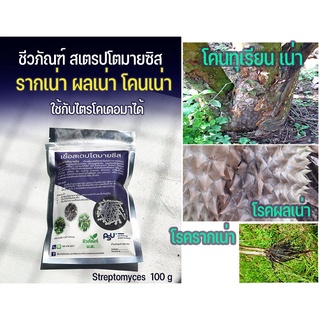 Streptomycetes ชีวภัณฑ์ สเตรปโตมายซิส สร้างภูมิคุ้มกัน และป้องกันโรคพืช รากเน่า โคนเน่า ผลเน่า 100g.