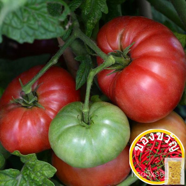 Native Tomato Seeds - Tomato Kinalabasa Seeds - Heirloom Seeds - Vegetable Seedsคื่นฉ่าย/ผักชี/มะละกอ/เสื้อ/แอปเปิ้ล/ดอก