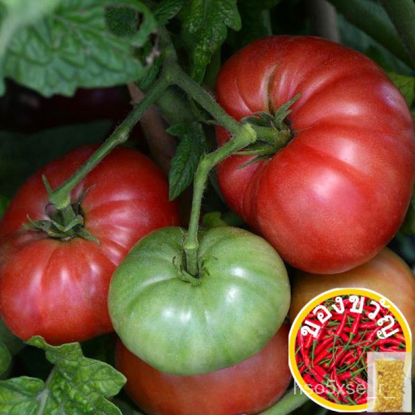Native Tomato Seeds - Tomato Kinalabasa Seeds - Heirloom Seeds - Vegetable Seedsคื่นฉ่าย/ผักชี/มะละก