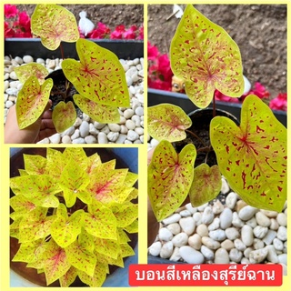 บอนสีเหลืองสุรีย์ฉานเหลืองสวยๆ💛💛💛💛จัดส่งทั้งกระถาง