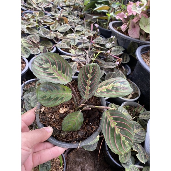 Maranta Red (คล้ามารันต้า )