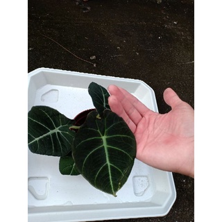 Alocasia black velvet อโลคาเซีย แบล็คเวลเวท