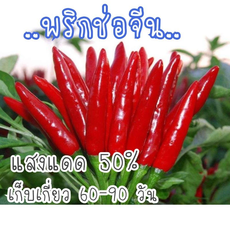 เมล็ด​พันธุ์​ พริกช่อจีน​ สีแดง​ 30​ เมล็ด​