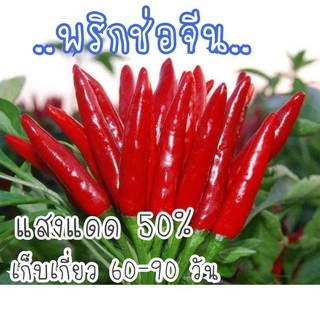 เมล็ด​พันธุ์​ พริกช่อจีน​ สีแดง​ 30​ เมล็ด​