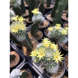 บูมิไอไม้กราฟ mammillaria Baumii grafting