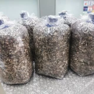 เห็ดฟาง​ แพ้ค5ก้อน​ เชื้อเห็ดฟาง​5ก้อน ก้อนเห็ดฟาง​