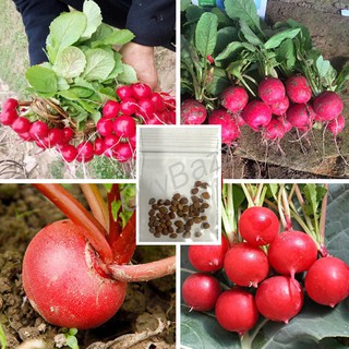 เมล็ดแรดิช เมล็ดหัวผักกาด 50เมล็ด หัวผักกาดฝรั่ง หัวผักกาดแดง Radish Seed