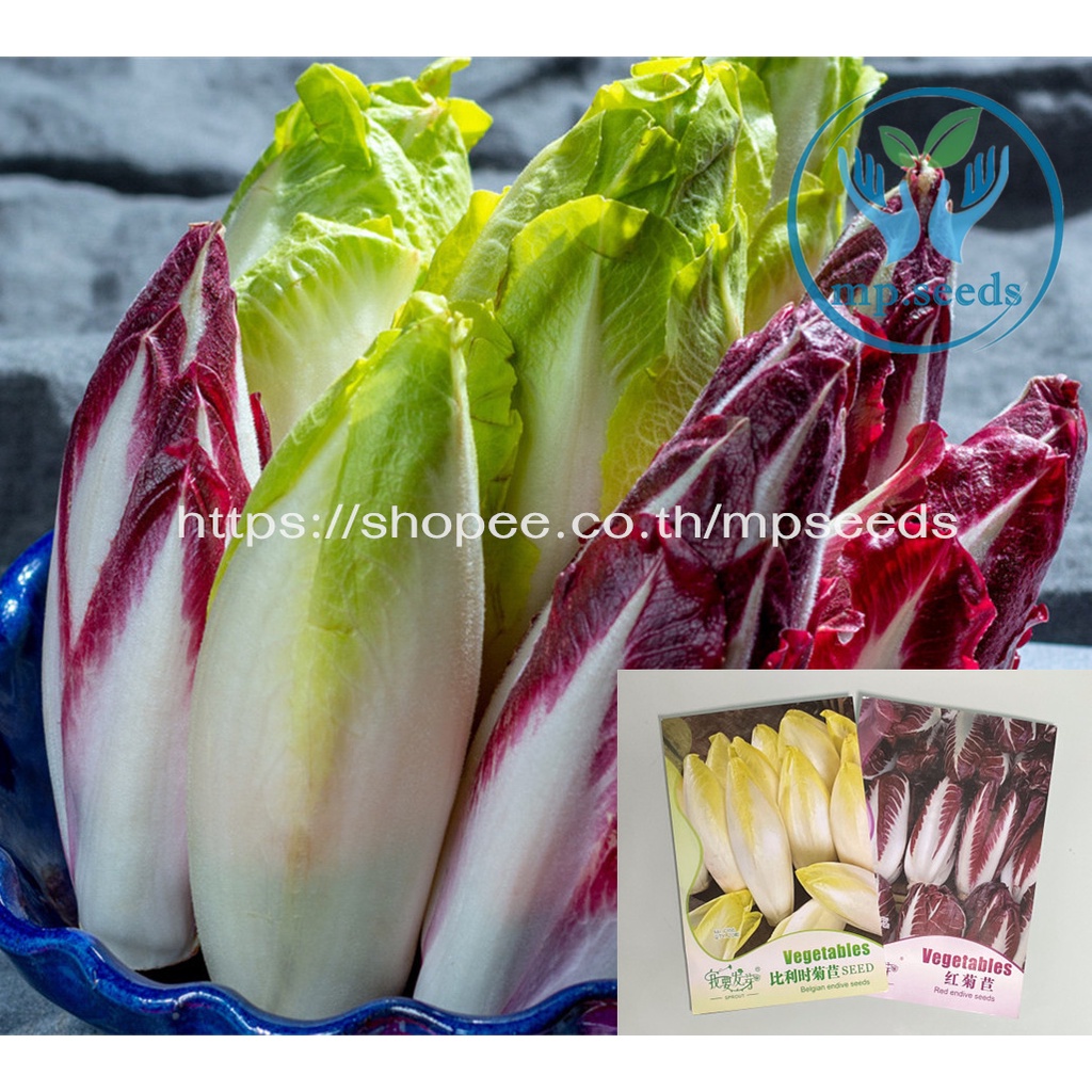 เมล็ดพันธุ์ เบลเยียม เอนไดว์ Belgian endive 800 เมล็ด