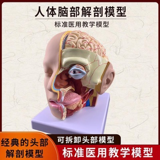 โมเดลหุ่นอนาโตมี่ Human Body Head Anatomical Model Cranial Structure Tissue Oral Nose Throat Cerebral Artery Vascular Me