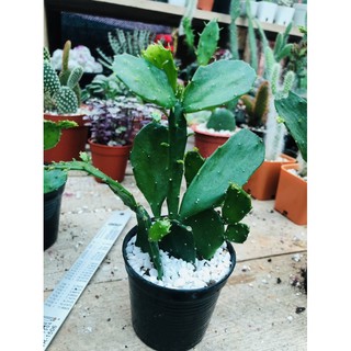 โอพันเทีย ใบเสมาบาง (Opuntia Brasiliensis )