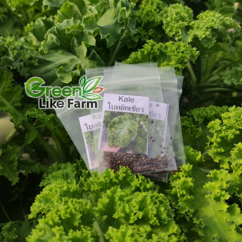 เมล็ดพันธุ์ เคลเขียว เมล็ดนำเข้า Enza บรรจุซอง 1 กรัม 200-300 เมล็ด