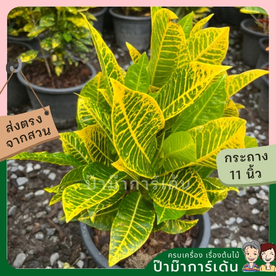 มุมมอง 3