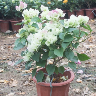 [100% เพิ่มในรายการโปรดเมล็ด] แคระ Bougainvillea บอนไซเมล็ดพันธุ์การปลูกเมล็ดพันธุ์ดอกไม้นานาชนิด (100จาก/แพคเกจ) ไม้ดอก