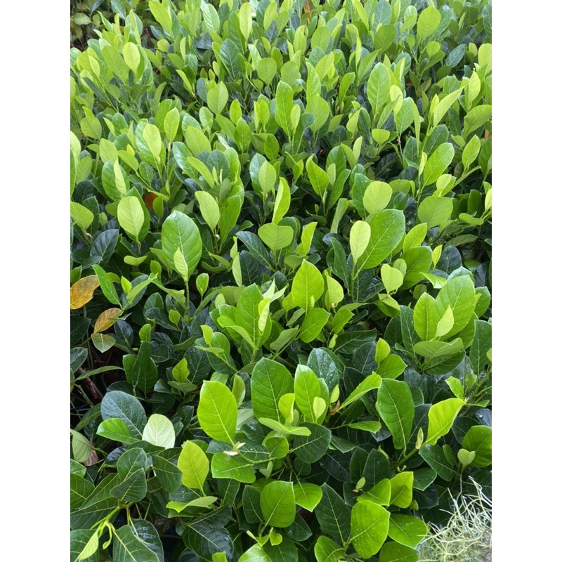 ต้นขนุนจำปากรอบขนาด60-90cm กิ่งทาบ ออกลูกไว รับประกันพันธุ์จากสวนโดยตรง - รูปที่ 3