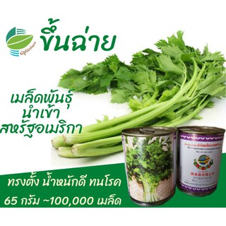 🌈ลด 60.- ใช้โค้ด LF5HZQ / ขึ้นฉ่าย ~ 100,000 เมล็ด 65 กรัม (Chinese​ Celery)​ #คึ่นฉ่าย #คึ่นช่าย #ขึ้นช่าย #คื่นฉ่าย