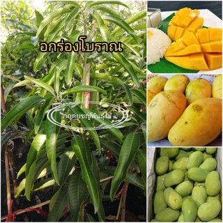 🥭ต้นมะม่วงอกร่อง โบราณ​สุกหวานฉ่ำมาก กิ่งทาบ80,cm พันธุ์แท้💯ผลสุด หวานที่สุดและกลิ่นหอม