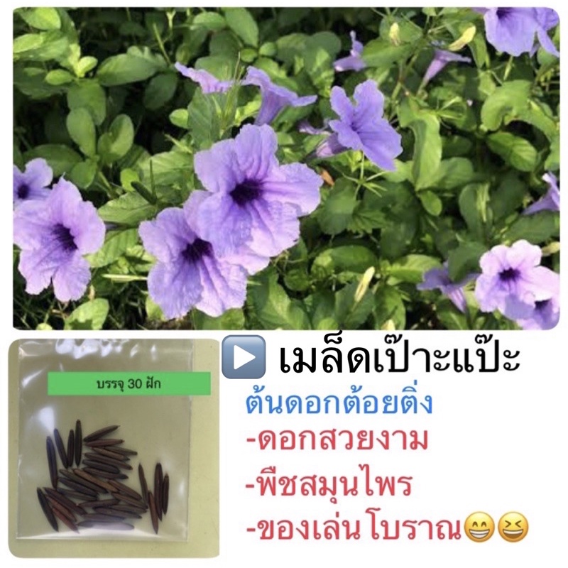 เมล็ดเป๊าะแป๊ะ เม็ดเป๊าะแป๊ะ ต้อยติ่ง ต้อยติ่งไทย ประทัด ของเล่น วัยเยาว์ พืชสมุนไพร (1ห่อ:30ฝัก) – โปรปัง