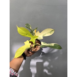 Philodendron Florida Beauty ฟิโลเดนดรอน ฟลอริด้า บิวตี้ ก้ามกุ้งด่าง🌿🦞