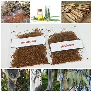 ซื้อ 1 ชุดแถม 1 ชุด เมล็ดพันธุ์ยูคาลิปตัส Eucalyptus น้ำมันยูคาลิปตัส ต้นกระดาษ พรรณไม้บำบัดโรค 50 เมล็ดแถม 50 เมล็ด