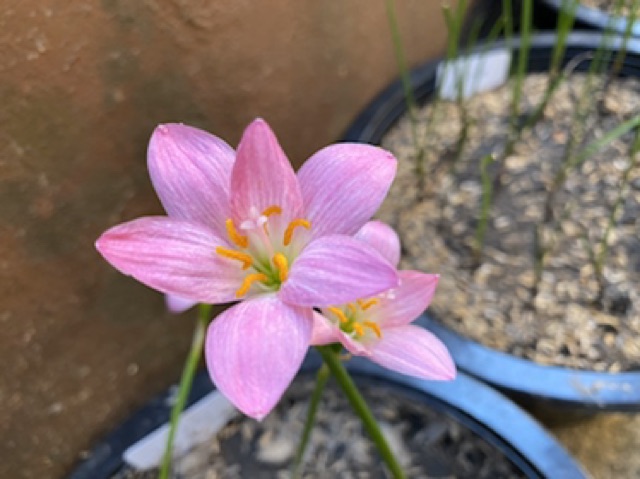 369ย.หัวดอกบัวดิน Hideko หัวละ 20 บาท - รูปที่ 2