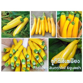 เมล็ดพันธุ์ ซูกินี่สีเหลือง ฟักทองสควอซ  (Golden Zucchini Squash Seed)  บรรจุ 20 เมล็ด เมล็ดคุณภาพดี ราคาถูก ของแท้ 100%