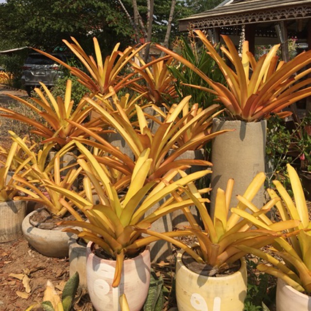 หน่อตัดสด - Ae.bracteata(ปากจรเข้) #ต้นสับประรดสี#bromeliad# ต้นไม้สวยงาม# ไม้ประดับ# ตกแต่งสวน# ปลูกตกแต่งบ้าน# ไม้มงคล