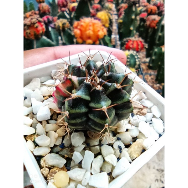 ยิมโน ยิมโนด่าง Gymno cactus แคคตัส กระบองเพชร ไม้เมล็ด