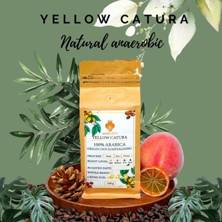 Nancoff yellow catura dry anaerobic เมล็ดกาแฟอาราบิก้าคั่วดรายโพรเสส