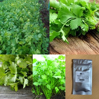 เมล็ด : เมล็ดผักชี  Coriander seed เมล็ดผักชีไทย ผักชี ผักชีไทย เมล็ดผัก เมล็ดพันธุ์ 200-400 เมล็ด