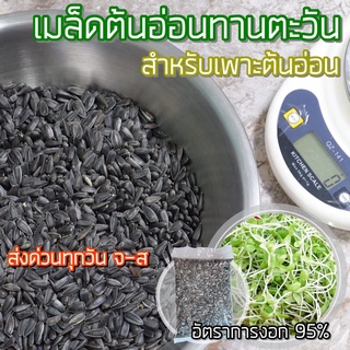 เมล็ดต้นอ่อนทานตะวัน สำหรับเพาะต้นอ่อน เมล็ดลายไทย