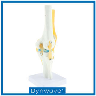 [Dynwave1feMY❤] Life Size 1:1 Knee Joint Anatomical Model Skeleton Human  Anatomy 5U4U