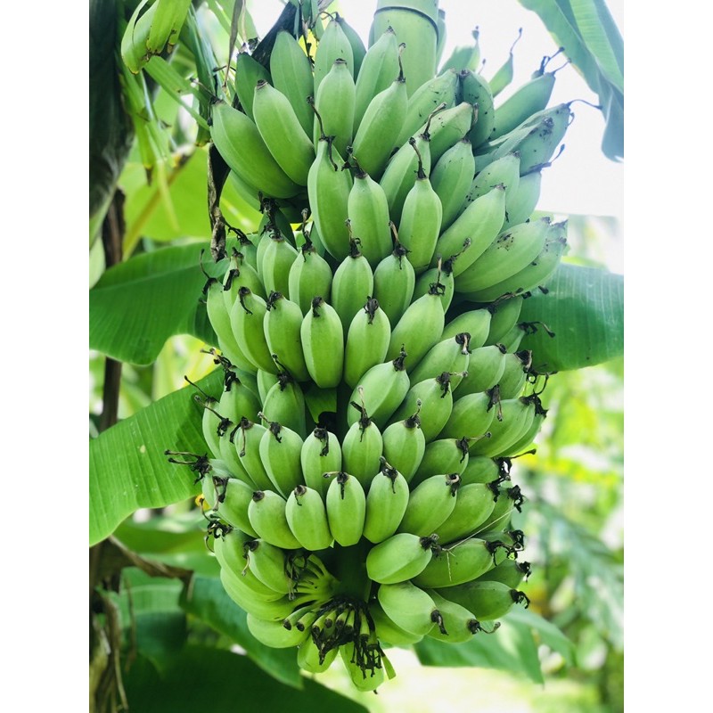✅จำหน่ายกล้วยน้ำว้า กล้วยหอม กล้วยไข่ หน่อกล้วยทุกชนิด