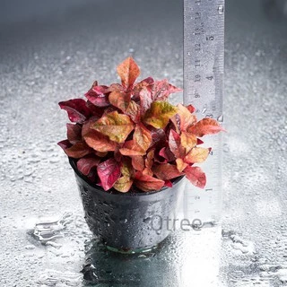 แดงชาลีหรือมณีล้อมเพชร ต้นไม้สู้แดดใบสีส้มแดงตลอดปีสีเจ้มจ้น aerva red velvet
