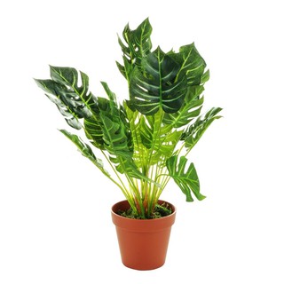 ต้นพลูฉีกประดิษฐ์37 ซม. ARTIFICIAL MONSTERA DELICIOSA LALA HOME 37CM