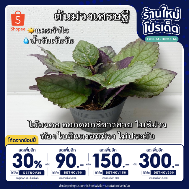 🔥เหลือ 13.- โค้ด DETNOV30🔥ต้นม่วงเศรษฐี จัดส่ง 2 ต้นขึ้นไป คละแบบได้ ต้นไม้มงคลจิ๋ว