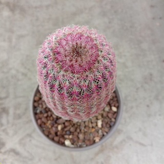 Echinocereus rigidissimus,Rainbow Cactus