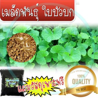 เมล็ดพันธุ์ ใบบัวบก จำนวน 1000 เมล็ด แถมวัสดุเพาะฟรี