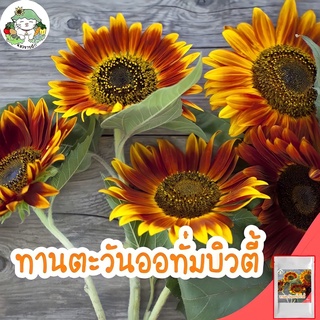 เมล็ดพันธุ์ ทานตะวัน ออทั่มบิวตี้ 25 เมล็ด Autumn Beauty Sunflower เมล็ดพันธุ์นำเข้าแท้ ปลูกดอกไม้ ทานตะวัน โตไว ขายดี