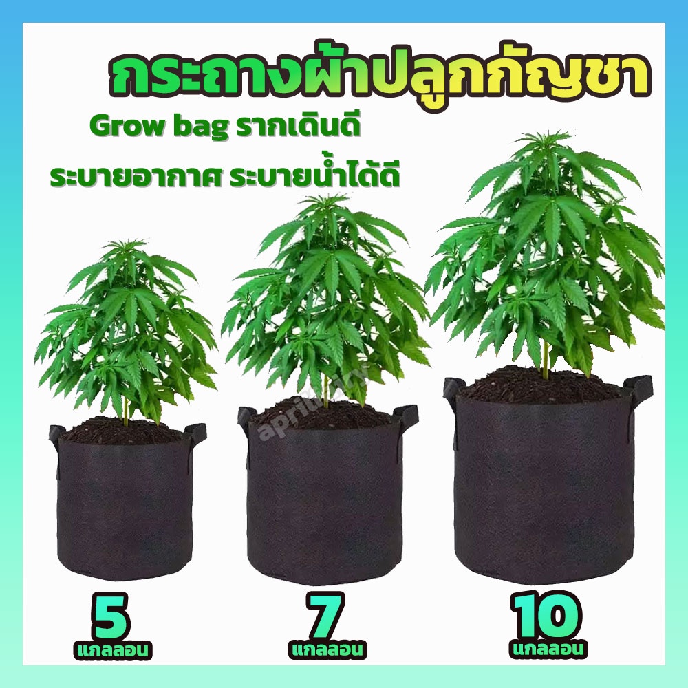 กระถางผ้า ปลูกต้นไม้ สีดำ กระถางผ้าปลูกกัญชา Grow bag -ขนาด 5 / 7 /10 แกลลอน