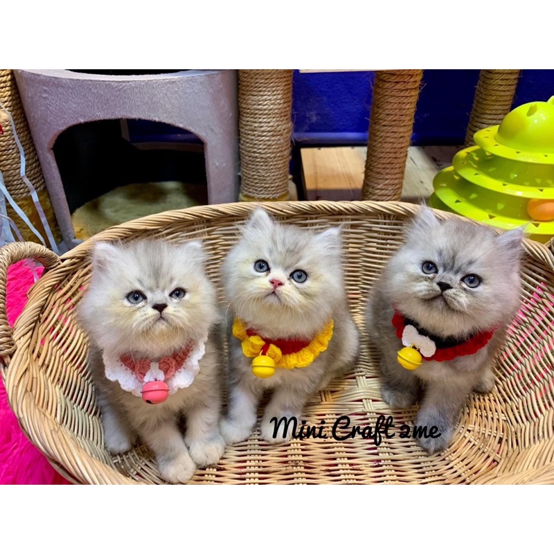 ปลอกคอแมว  ปลอกคอหมา  ปลอกคอแมวไหมพรม 1/3