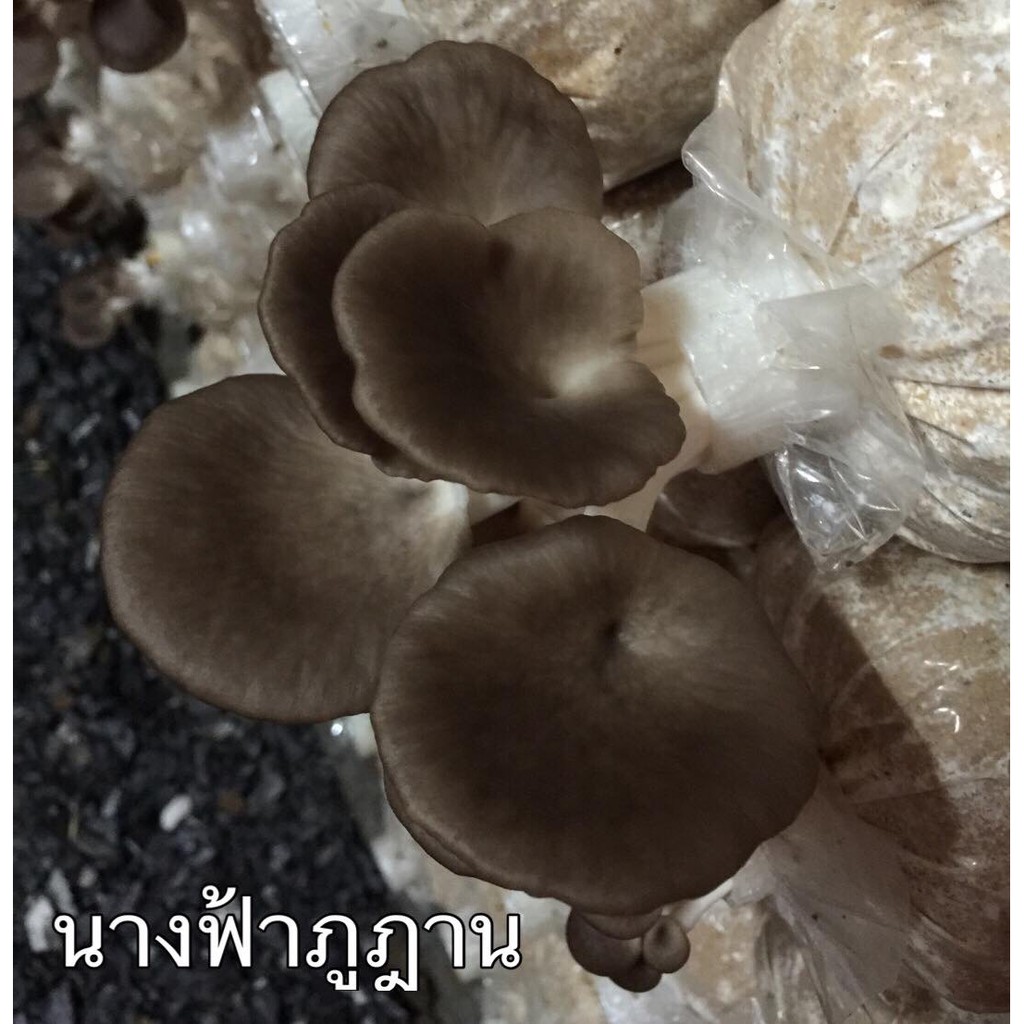ก้อนเชื้อเห็ดนางฟ้าภูฎาน 10 ก้อน พร้อมเปิดดอก