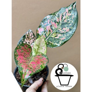 ต้นอัญมณีแดง หรือ อโกลนีมา Aglaonema