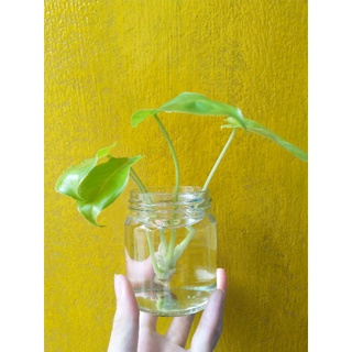 ‼️SALE‼️ชุดปลูกต้นไม้ในโหลแก้วใส ชุดปลูกต้นกวักเขียวกวักมรกตPhilodendron ต้นไม้มงคล ไม้ฟอกอากาศ สวย ใส น่ารัก