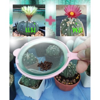 เมล็ด แอสโตร ไฟตัม พ่อดอกสีแดง เก็บใหม่  Astrophytum seed  20 เมล็ด