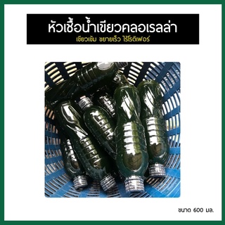 น้ำเขียวไรแดง หัวเชื้อน้ำเขียวคลอเรลล่า 100% (600 ml)