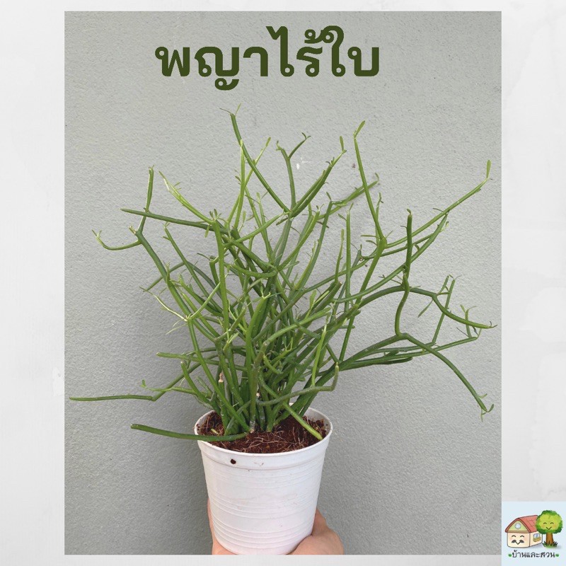 ต้นพญาไร้ใบ ต้นสูง 30-35เซน ต้นแน่นสวยเต็มกระถาง 4 นิ้ว แพ๊คหุ้มลังกระดาษป้องกันต้นไม้กระแทก จัดส่งเร็ว