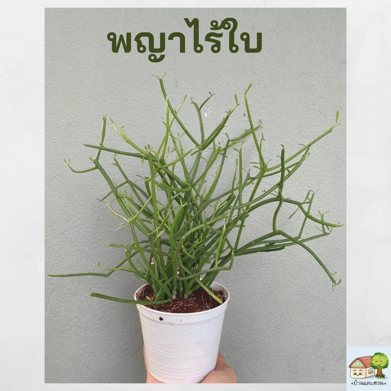ต้นพญาไร้ใบ ต้นสูง 30-35เซน ต้นแน่นสวยเต็มกระถาง 4 นิ้ว แพ๊คหุ้มลังกระดาษป้องกันต้นไม้กระแทก จัดส่งเร็ว