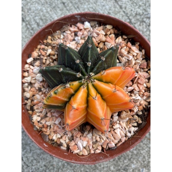 ยิมโนด่าง 145 บาทเท่านั้น #แคคตัส🌵❤️🌵