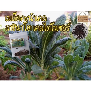 เมล็ดพันธุ์ คะน้าเคล ลาชินาโตเคลไดโนซอร์ Lacinato Kale Seed เมล็ดแท้นำเข้า