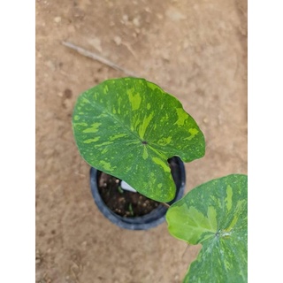 colocasia lemon lime